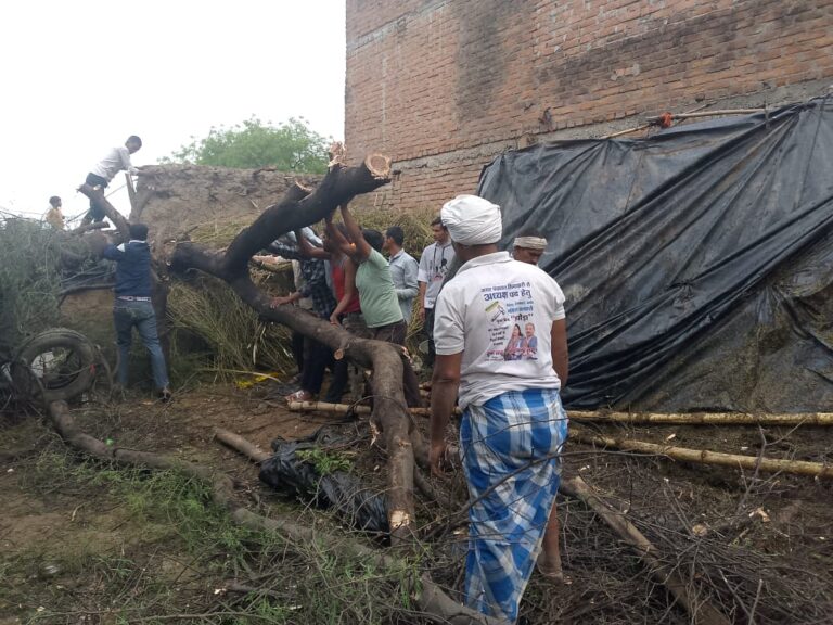 तेज आंधी और बारिश से उखड़ा पेड़, कई बकरियों की हुई मौत