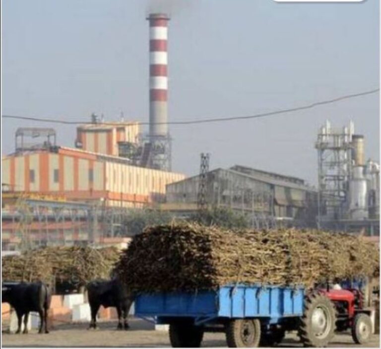 प्रदेश की 21 चीनी मिलों ने शुरू किया गन्ना पेराई कार्य, 53 मिलों ने इण्डेन्ट जारी – किसानों को समय पर भुगतान सुनिश्चित